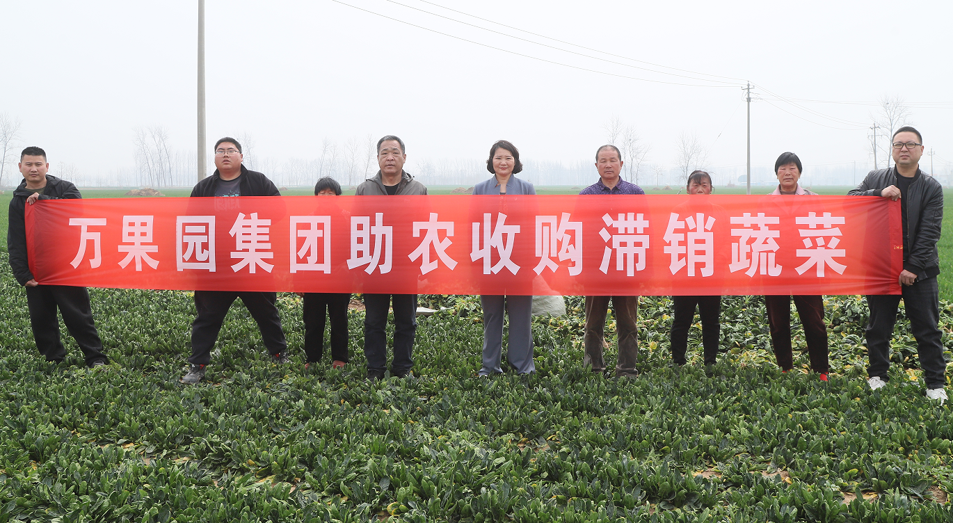 收購(gòu)滯銷(xiāo)菠菜  商業(yè)連鎖公司持續(xù)開(kāi)展助農(nóng)行動(dòng)